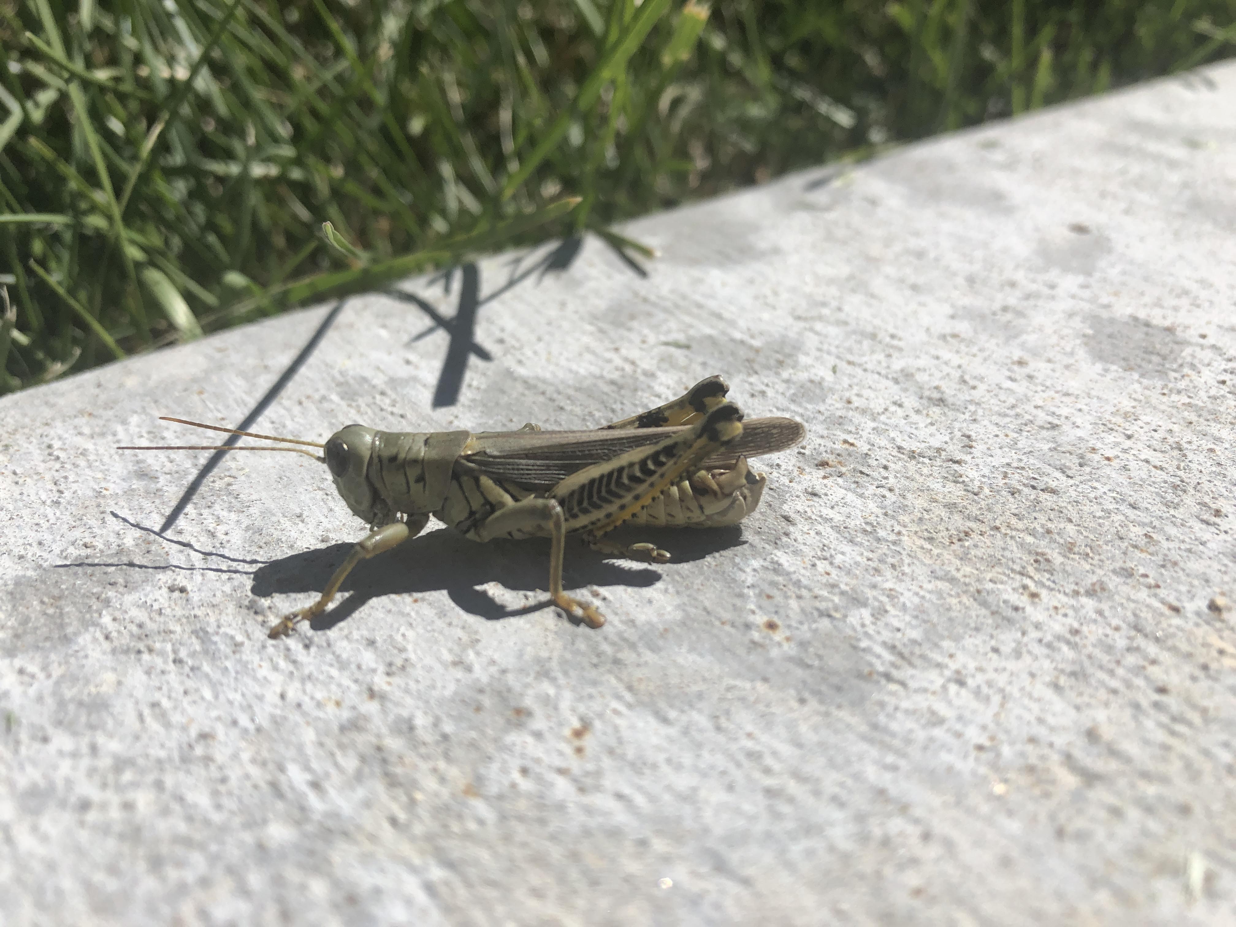/uploads/2026/07/18/grasshopper.jpg