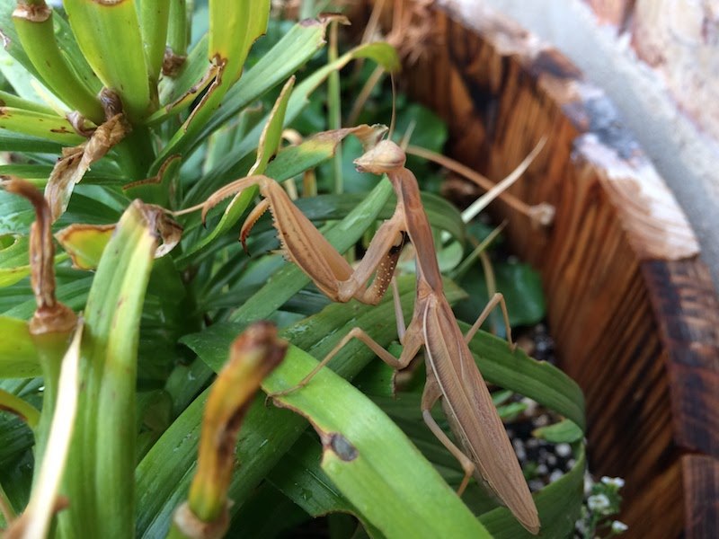 tan-mantis.jpg